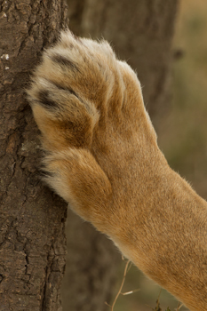 lion paw